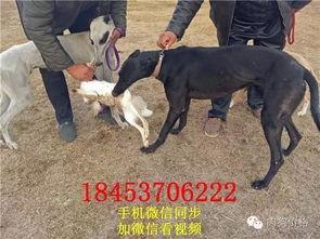 狗撵狗视频,狗撵狗惊心动魄瞬间