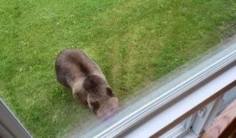 狗撵狗视频,狗撵狗惊心动魄瞬间