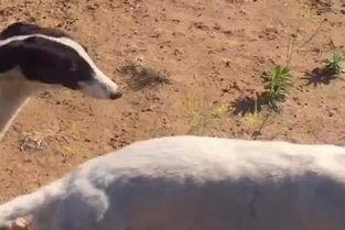 狗撵狗视频,狗撵狗惊心动魄瞬间