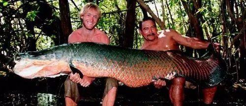 钓巨骨舌鱼视频,激战亚马逊水域