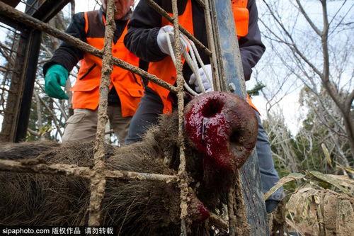 天天噜视在线视频,揭秘热门视频背后的精彩故事