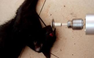 虐猫下油锅 视频,社会道德底线何在？