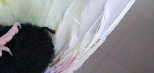 鹦鹉如何剪羽视频,轻松掌握安全剪羽技巧