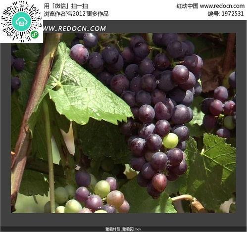 葡萄视频下载